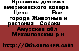 Красивая девочка американского кокера › Цена ­ 35 000 - Все города Животные и растения » Собаки   . Амурская обл.,Михайловский р-н